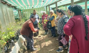 Chile hazelnut community lab